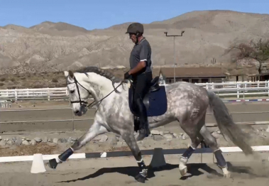 HorseID: 2303866 Janeiro - PhotoID: 1086653