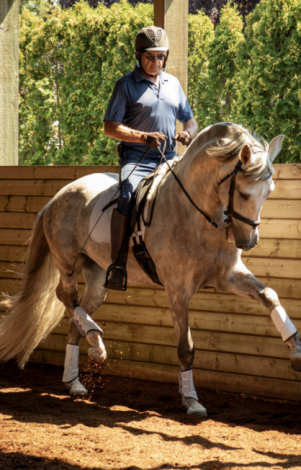 HorseID: 2303866 Janeiro - PhotoID: 1086654