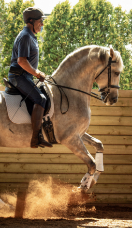 HorseID: 2303866 Janeiro - PhotoID: 1086655