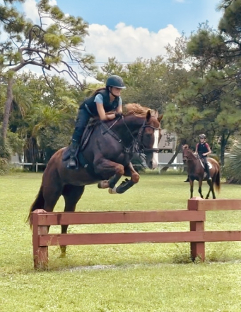 HorseID: 2303867 Payton Pretty - PhotoID: 1086656