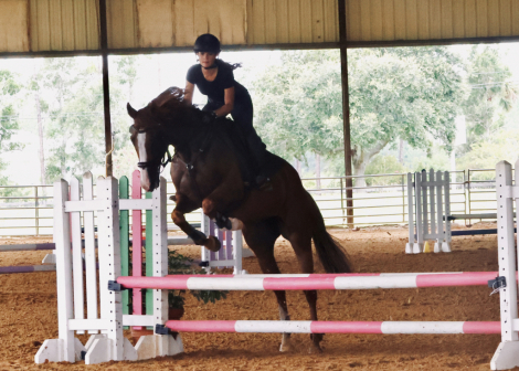 HorseID: 2303867 Payton Pretty - PhotoID: 1086657