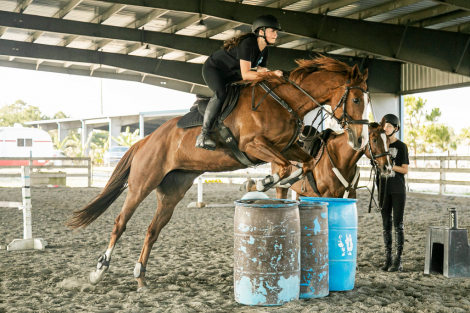 HorseID: 2303867 Payton Pretty - PhotoID: 1086658