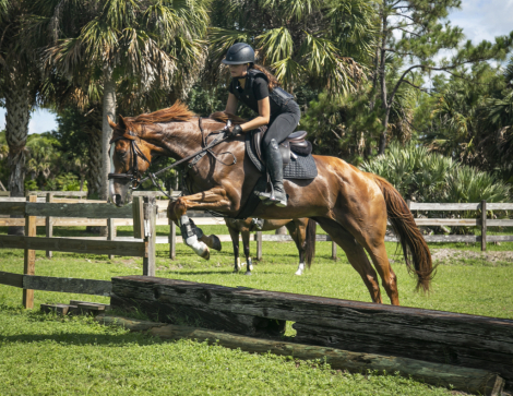 HorseID: 2303867 Payton Pretty - PhotoID: 1086659