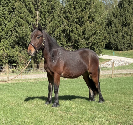 HorseID: 2303869 Drycreek Thomas - PhotoID: 1086660