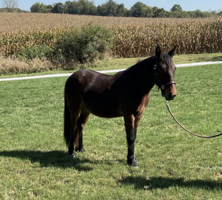 HorseID: 2303869 Drycreek Thomas - PhotoID: 1086661