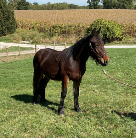 HorseID: 2303869 Drycreek Thomas - PhotoID: 1086662