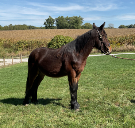 HorseID: 2303869 Drycreek Thomas - PhotoID: 1086663