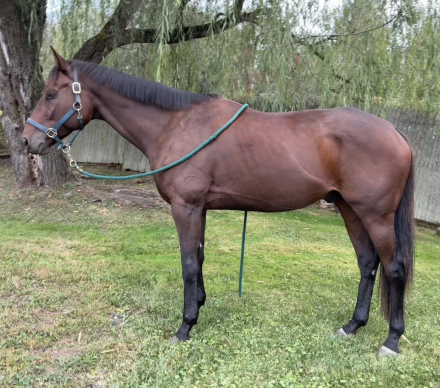 HorseID: 2303871 Charlie (JC name: Shop for Candy) - PhotoID: 1086664