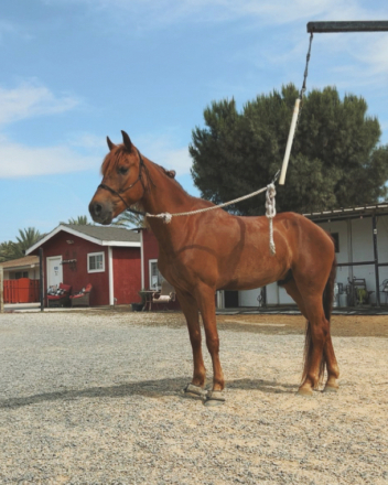 HorseID: 2303872 Whiskey - PhotoID: 1086667