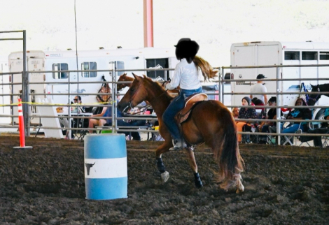 HorseID: 2303872 Whiskey - PhotoID: 1086668