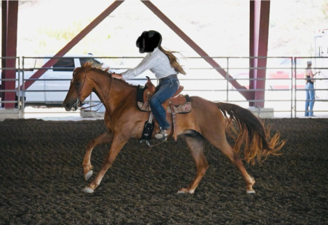 HorseID: 2303872 Whiskey - PhotoID: 1086669