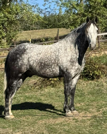 HorseID: 2303873 SOLD - Ghost, a 5 yo, 15.1 dappled grey Warlander - PhotoID: 1086665