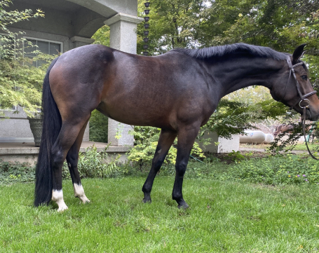 HorseID: 2303874 Desi - PhotoID: 1086666