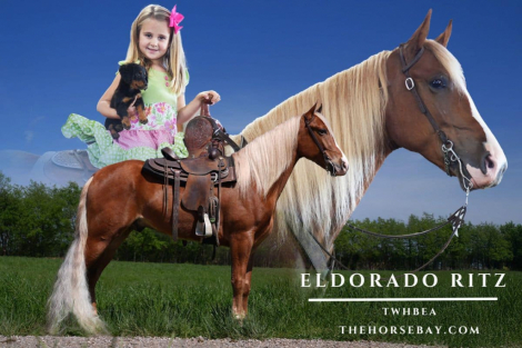 HorseID: 2303876 Eldorado Ritz - PhotoID: 1086675