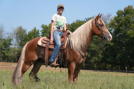 HorseID: 2303876 Eldorado Ritz - PhotoID: 1086676