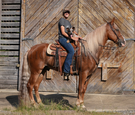 HorseID: 2303876 Eldorado Ritz - PhotoID: 1086677