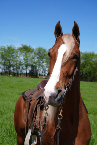 HorseID: 2303876 Eldorado Ritz - PhotoID: 1086678