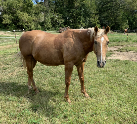 HorseID: 2303879 Sundance - PhotoID: 1086679