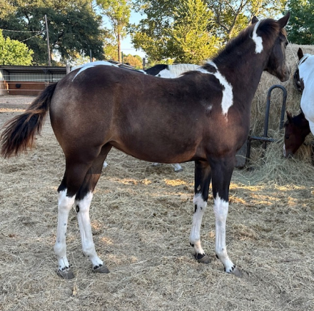HorseID: 2303881 Lantana Special - PhotoID: 1087198