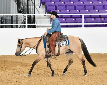 HorseID: 2303882 VD PEPTOS PLAYGUN 22 - PhotoID: 1086680