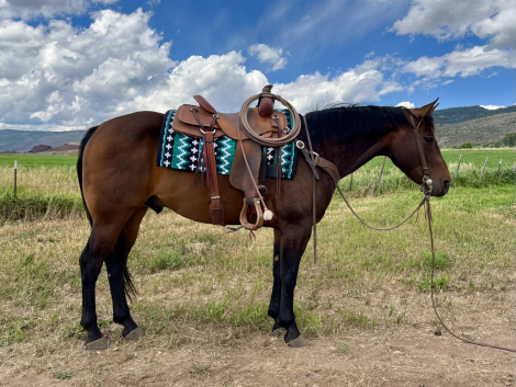 HorseID: 2303883 Gees Freckles - PhotoID: 1086681