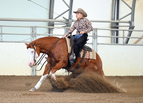 HorseID: 2303886 Gunner Boy Jr - PhotoID: 1086685