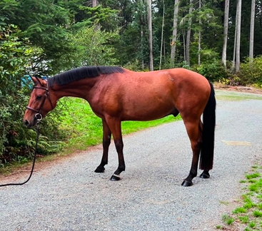 HorseID: 2303888 Cadbury - PhotoID: 1086686