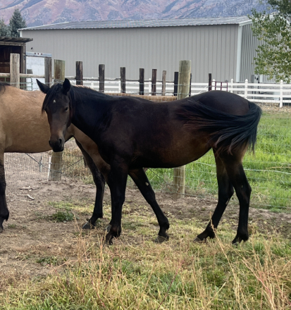 HorseID: 2303889 Armani's Chocolate Star - PhotoID: 1087191