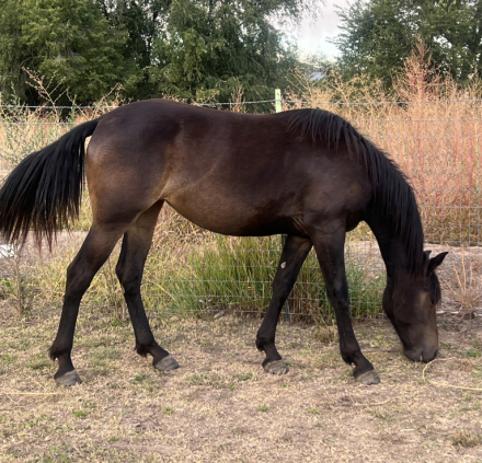 HorseID: 2303889 Armani's Chocolate Star - PhotoID: 1087192