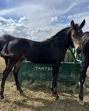 HorseID: 2303889 Armani's Chocolate Star - PhotoID: 1087193