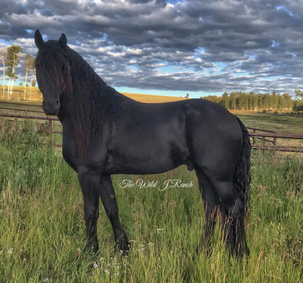 HorseID: 2303889 Armani's Chocolate Star - PhotoID: 1087194