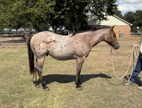 HorseID: 2303892 Be Hancock Peptolena - PhotoID: 1086693