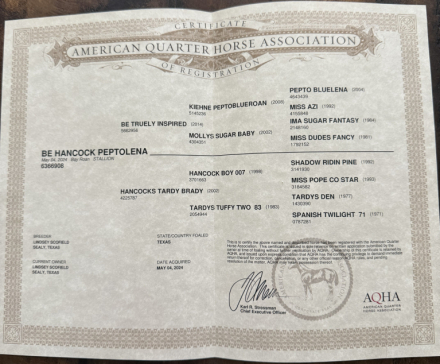 HorseID: 2303892 Be Hancock Peptolena - PhotoID: 1086694