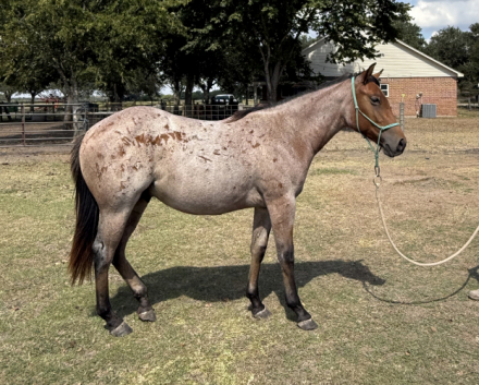 HorseID: 2303892 Be Hancock Peptolena - PhotoID: 1086695