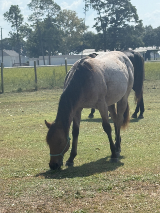 HorseID: 2303892 Be Hancock Peptolena - PhotoID: 1086696