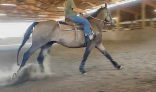 HorseID: 2303893 D. W. Chump Change - PhotoID: 1086699