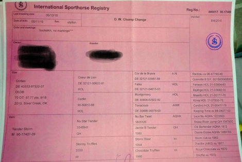 HorseID: 2303893 D. W. Chump Change - PhotoID: 1086700