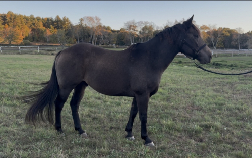 HorseID: 2303897 Scout - PhotoID: 1086707