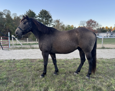 HorseID: 2303897 Scout - PhotoID: 1086708