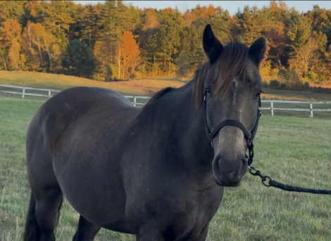 HorseID: 2303897 Scout - PhotoID: 1086709