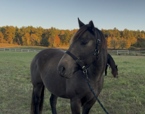 HorseID: 2303897 Scout - PhotoID: 1086710