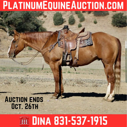 HorseID: 2303898 AVA Bills Doc Frost - PhotoID: 1086777