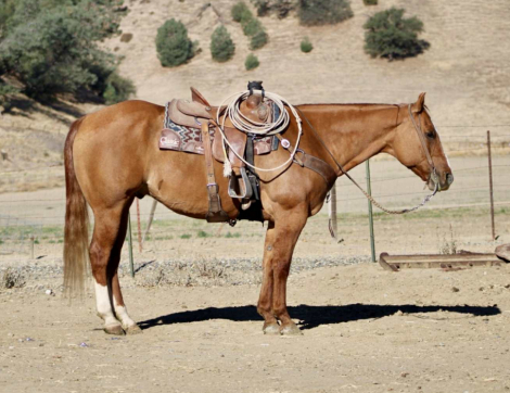 HorseID: 2303898 AVA Bills Doc Frost - PhotoID: 1086778