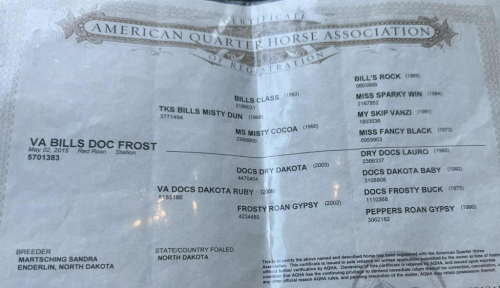 HorseID: 2303898 AVA Bills Doc Frost - PhotoID: 1086779