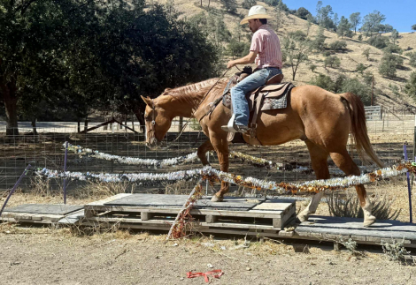 HorseID: 2303898 AVA Bills Doc Frost - PhotoID: 1086780