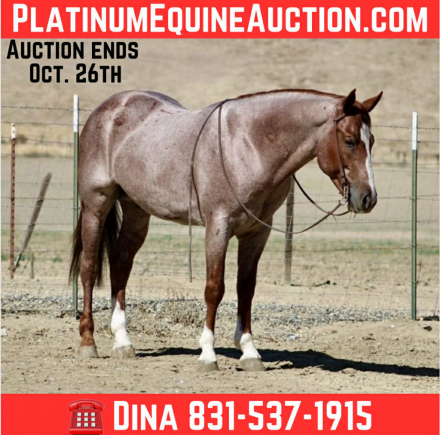 HorseID: 2303899 Blink LHR - PhotoID: 1086787