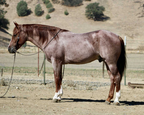 HorseID: 2303899 Blink LHR - PhotoID: 1086788