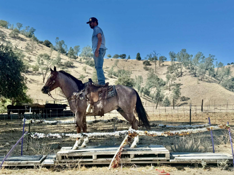 HorseID: 2303899 Blink LHR - PhotoID: 1086789