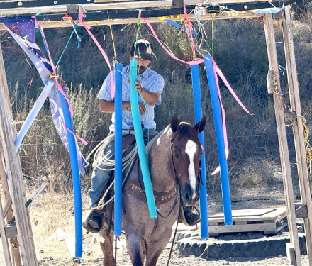 HorseID: 2303899 Blink LHR - PhotoID: 1086790