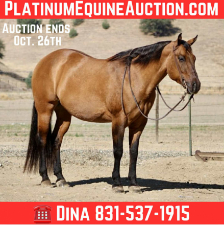 HorseID: 2303900 KGS Latigo Dun Skip - PhotoID: 1086791